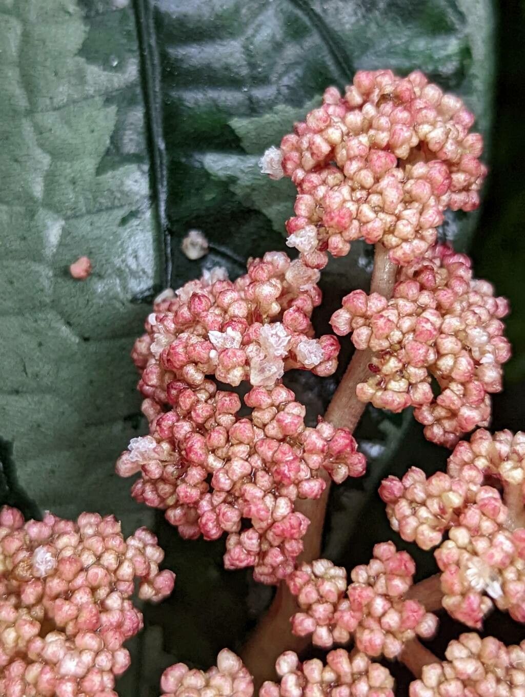 Elatostema latifolium flower