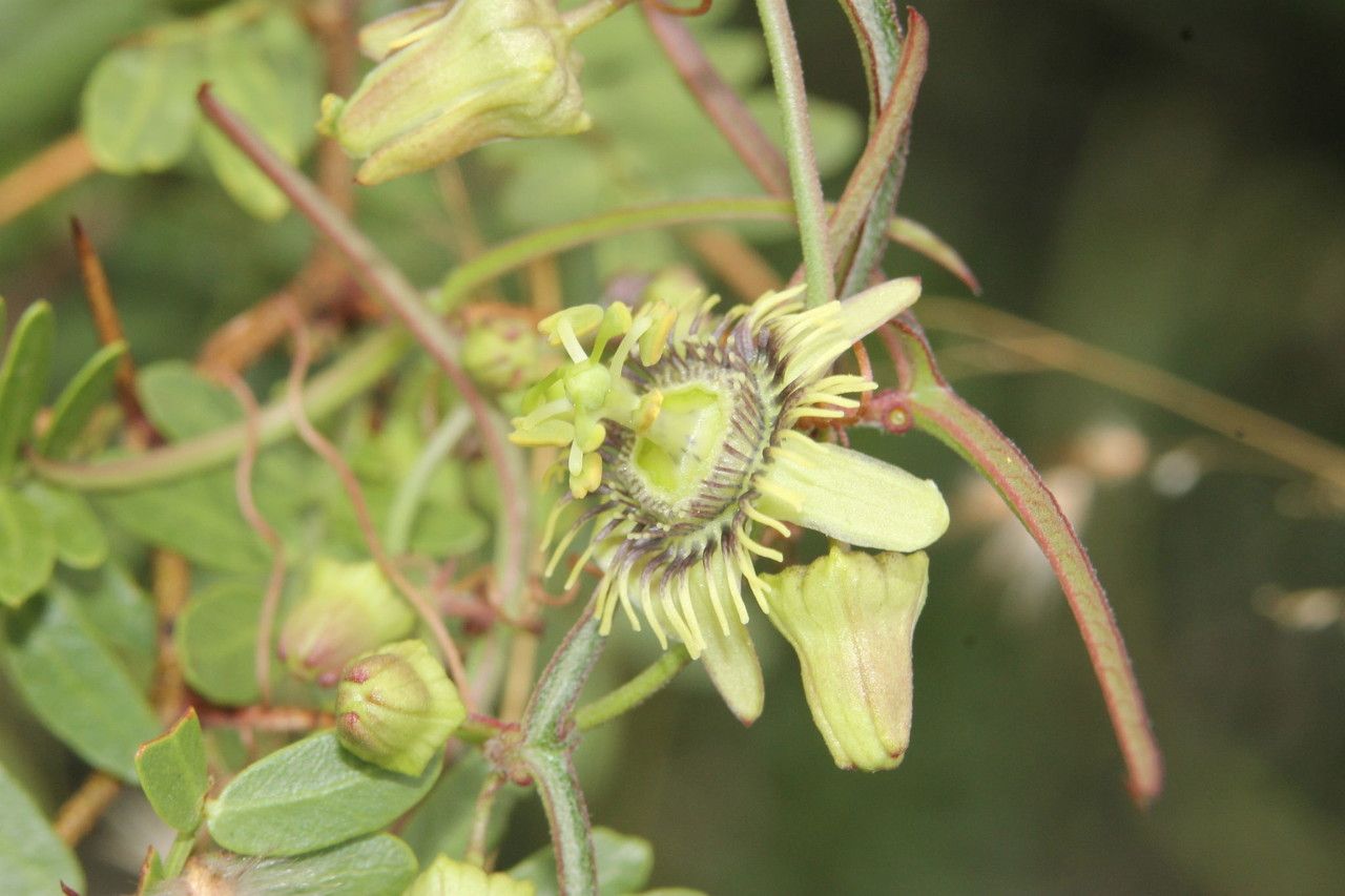 Passiflora tenuiloba fruit