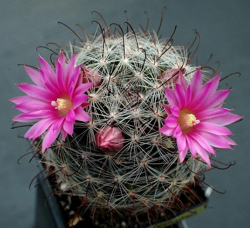 Mammillaria longiflora flower