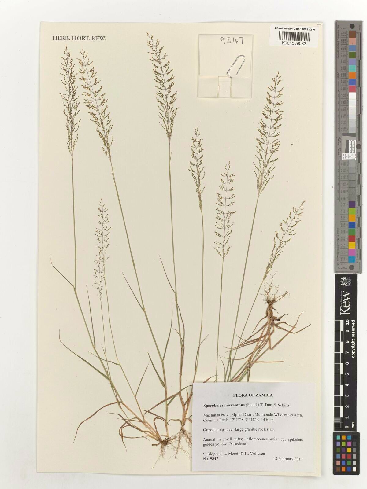 Sporobolus micranthus — houseplant care guide