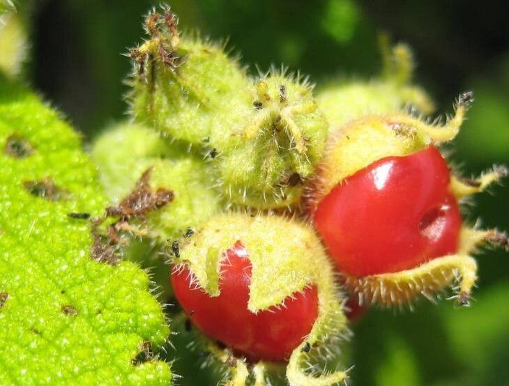 Varronia leucophlyctis fruit