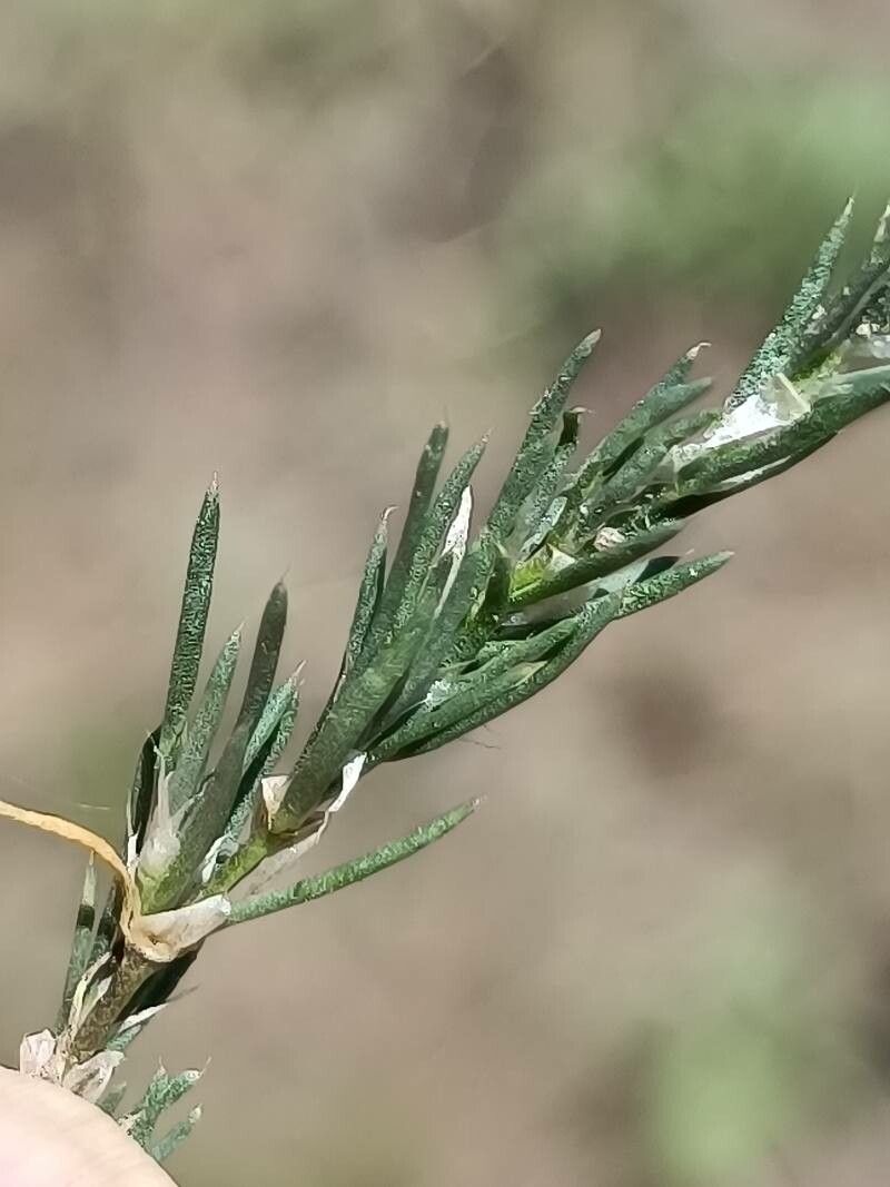 Spergula rubra — search result for 'Caryophyllaceae'