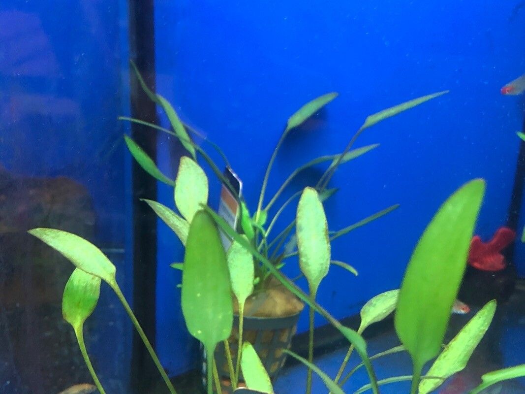 Cryptocoryne nevillii leaf