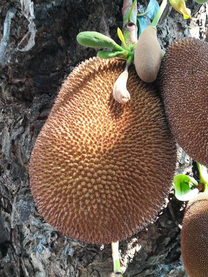 Artocarpus heterophyllus fruit