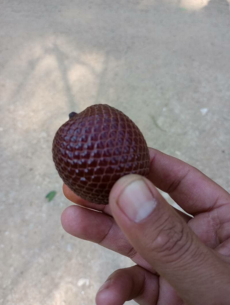 Mauritia flexuosa fruit