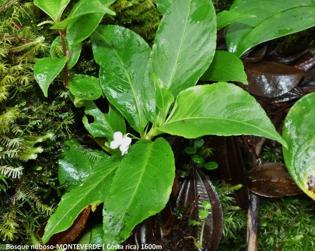 Viola stipularis flower
