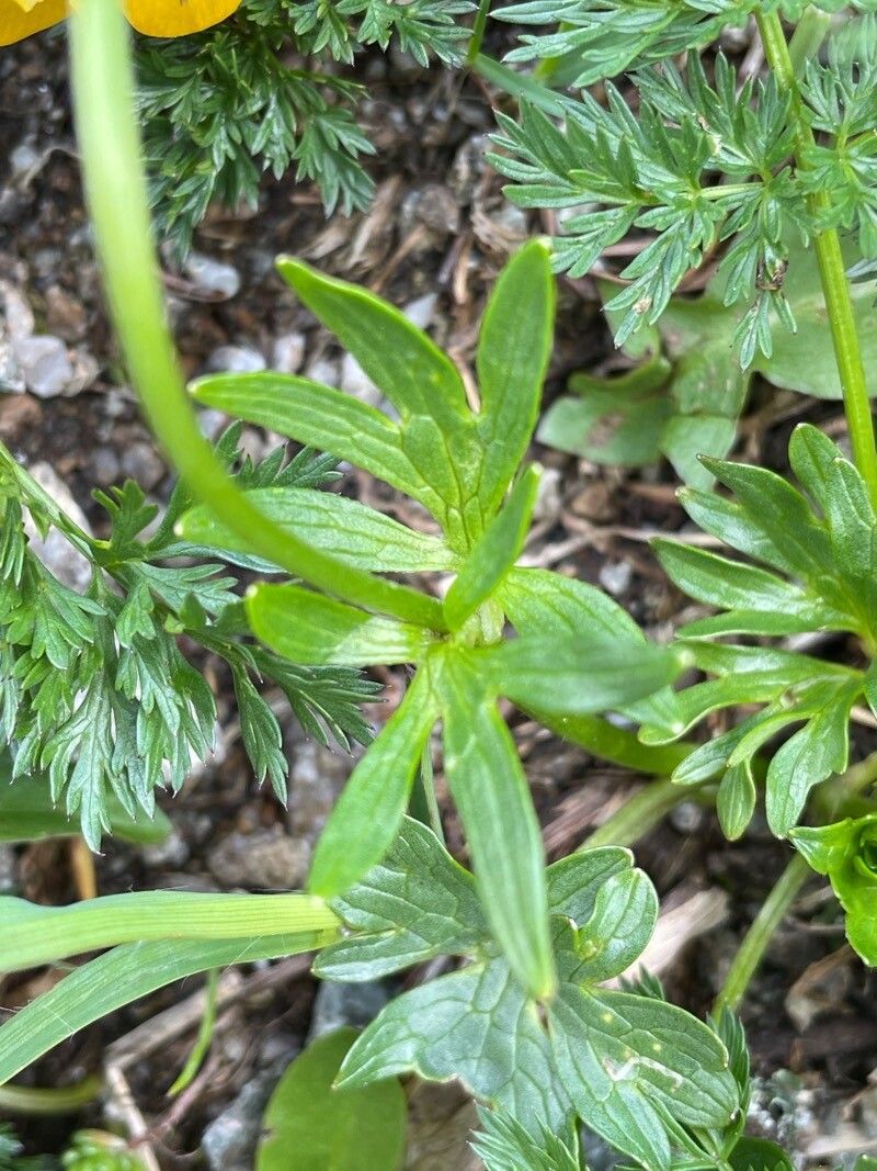 Ranunculus pseudomontanus — houseplant care guide