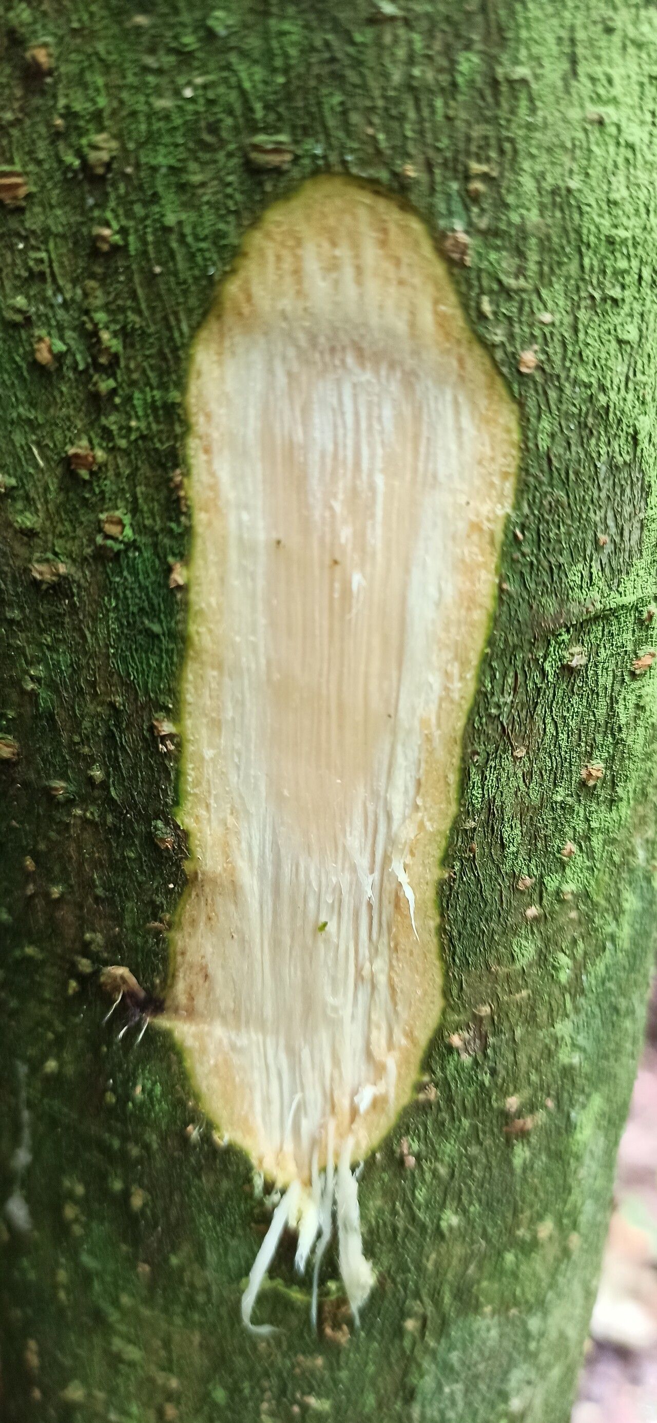 Albizia gummifera bark