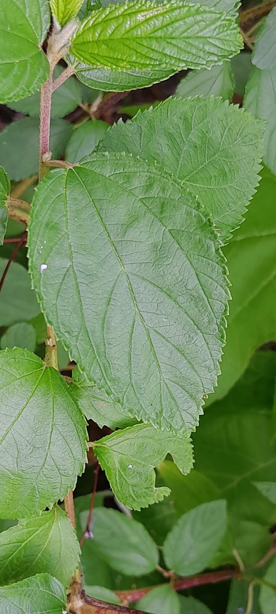 Ceanothus × delileanus — search result for 'Ceanothus'