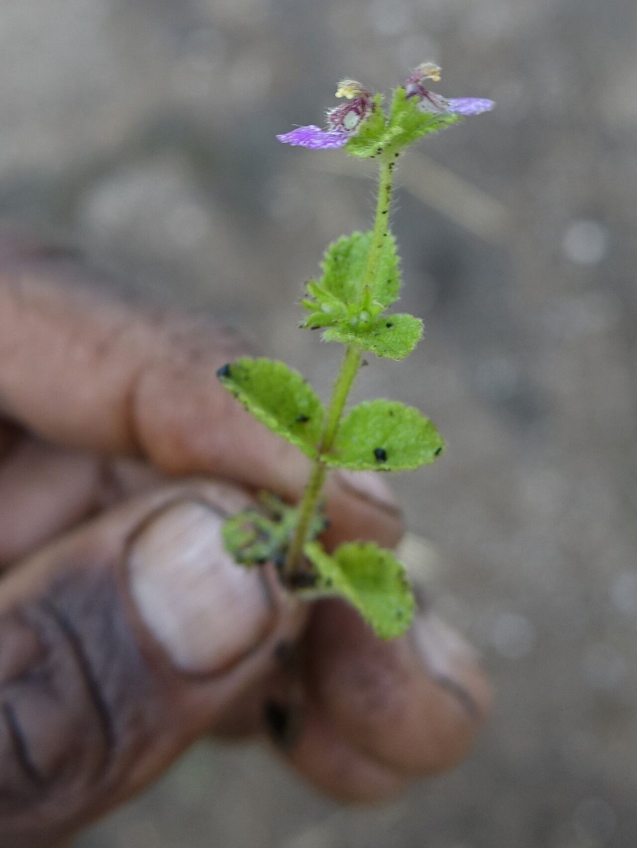 Stachys lyallii — search result for 'Stachys'