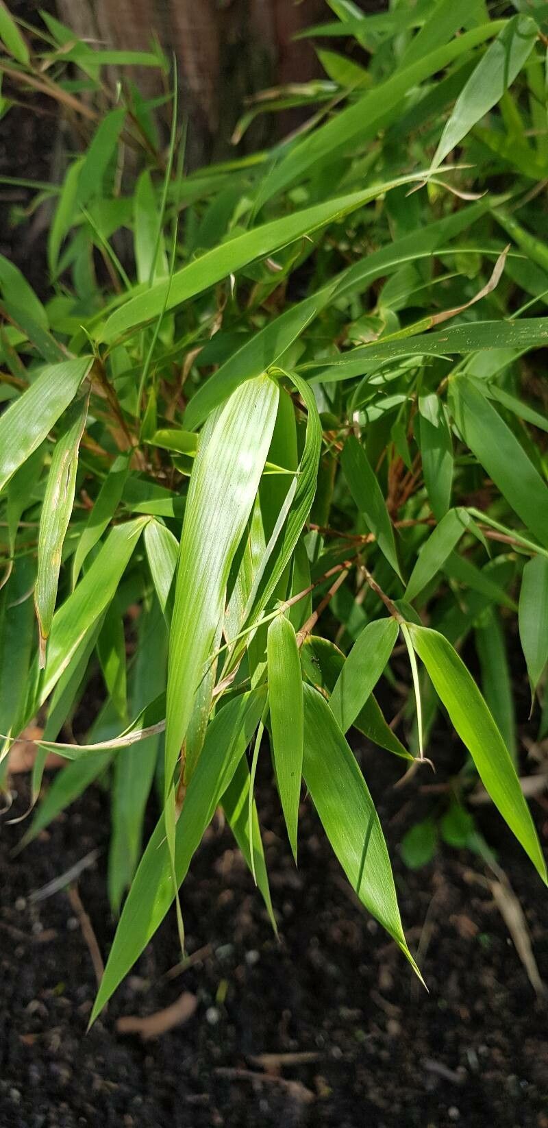 Fargesia dracocephala — related species from the same genus