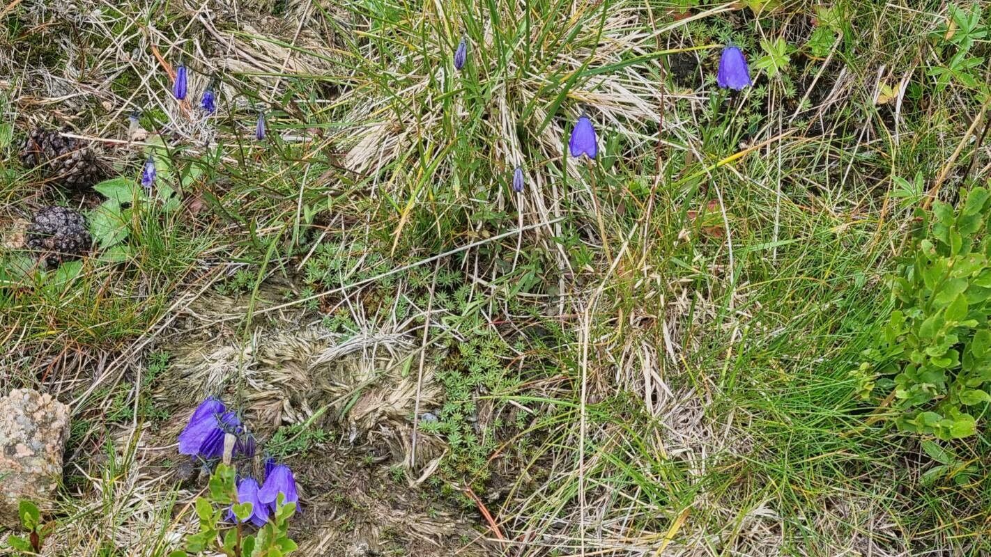 Campanula bohemica — houseplant care guide