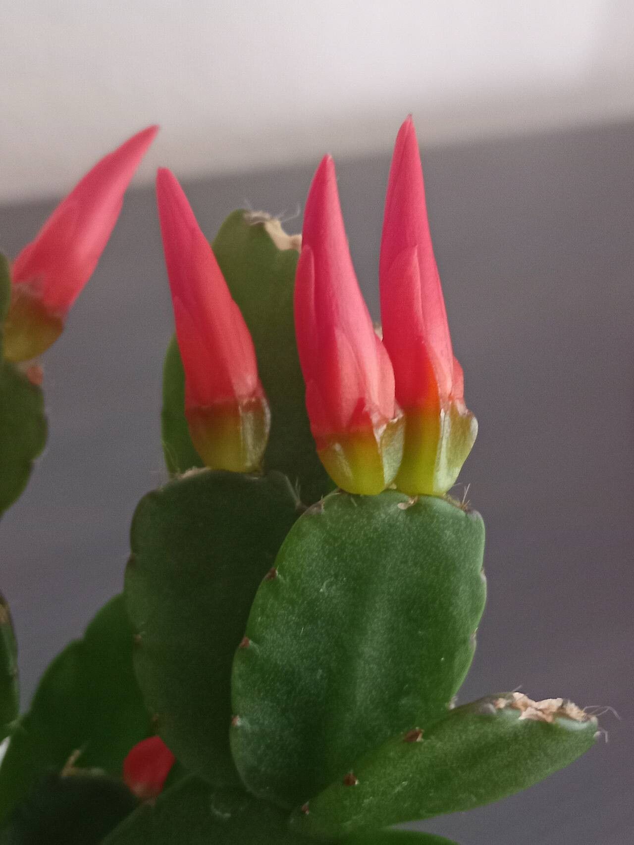 Rhipsalidopsis gaertneri fruit