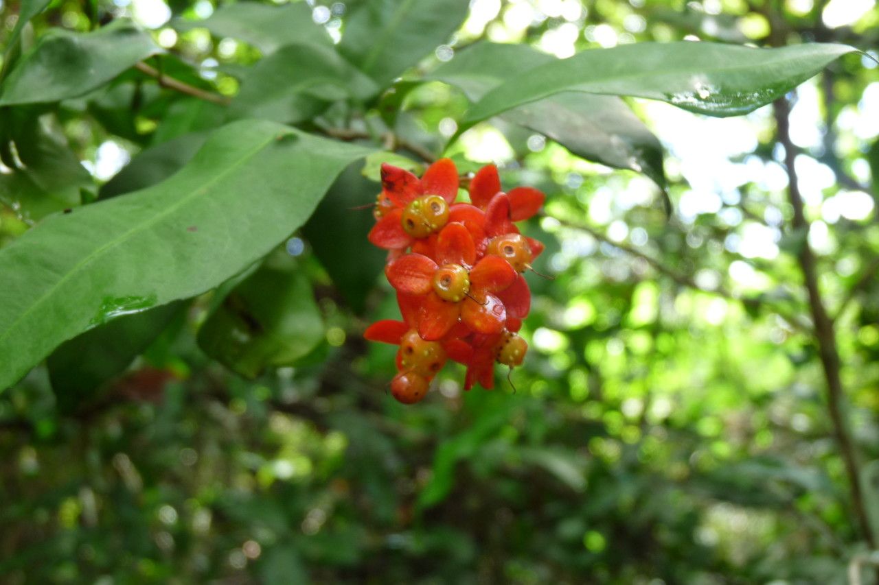 Ochna multiflora fruit
