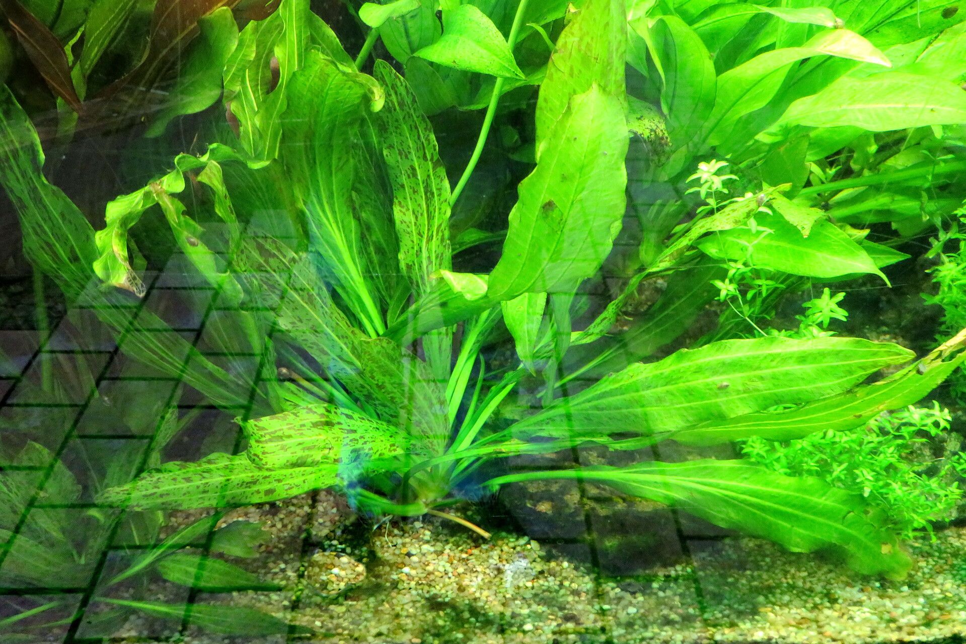 Aquarius grisebachii — houseplant care guide