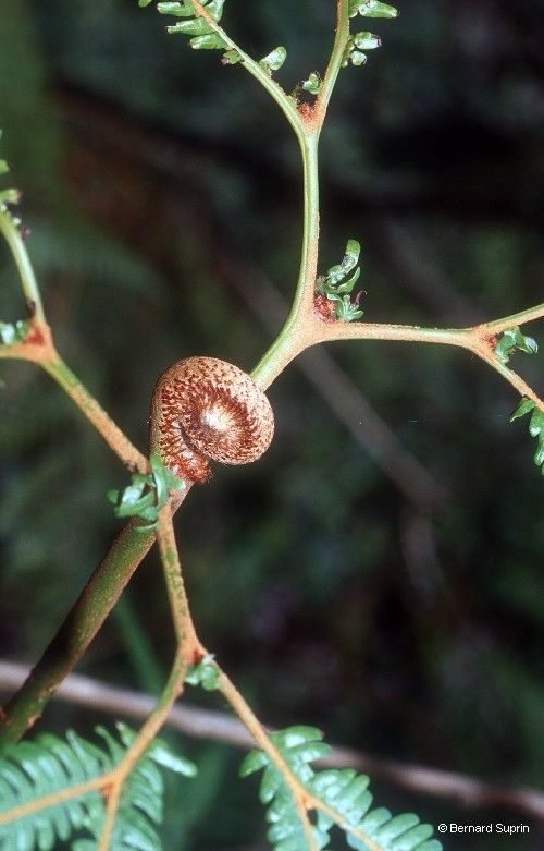 Sticherus montaguei fruit
