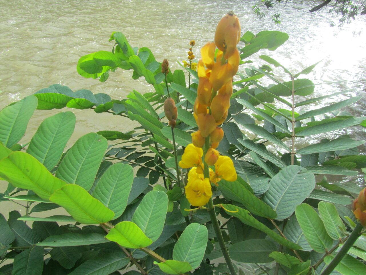 Senna reticulata flower