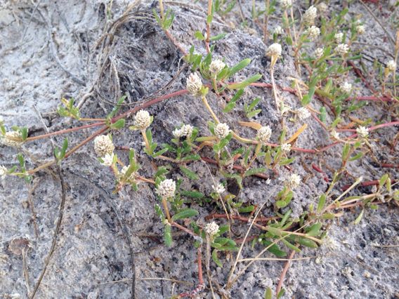 Gomphrena nealleyi — search result for 'Gomphrena'