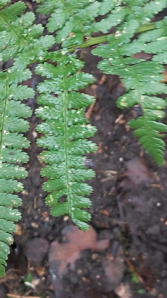 Dryopteris tokyoensis leaf