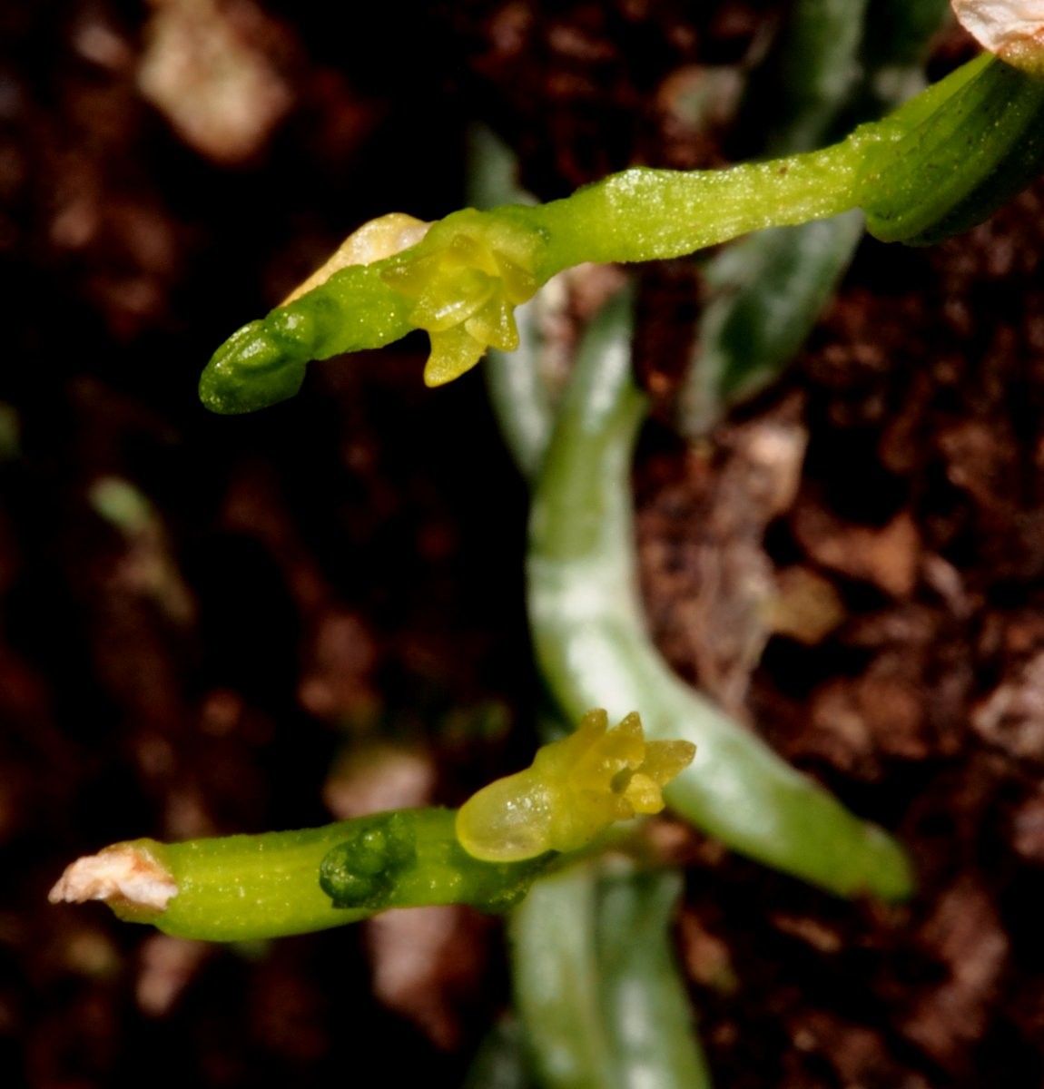 Taeniophyllum muelleri bark