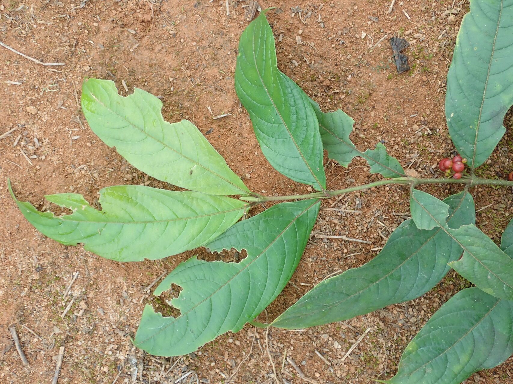 Pauridiantha multiflora — houseplant care guide