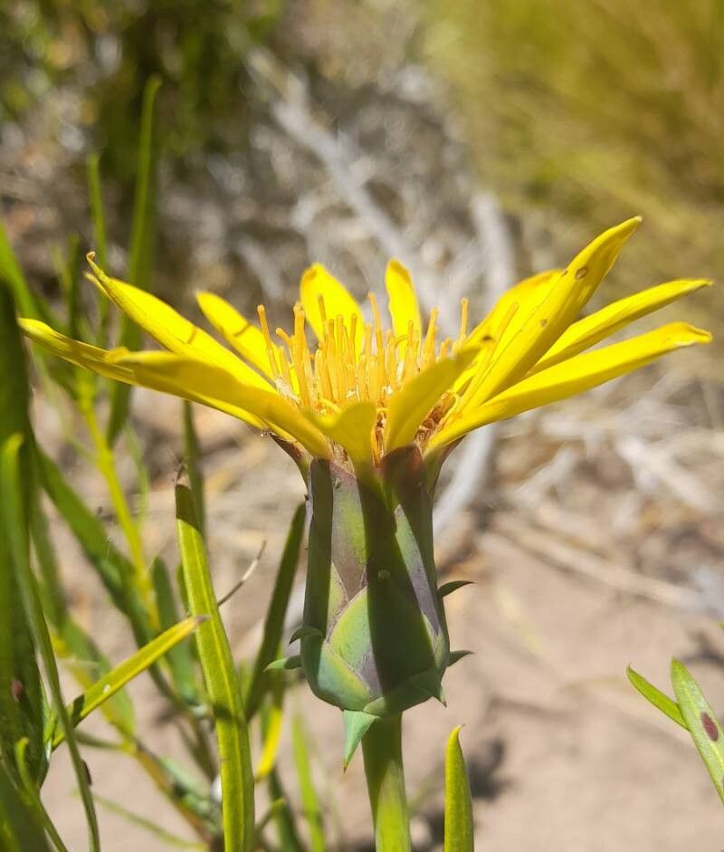 Mutisia retrorsa flower
