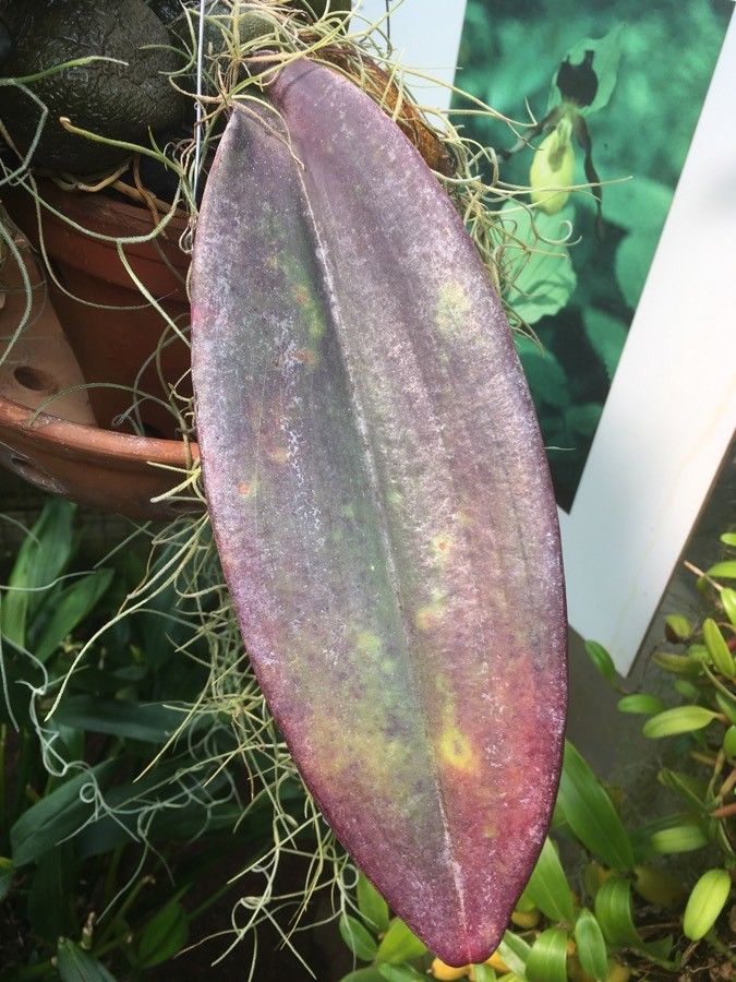 Bulbophyllum phalaenopsis leaf