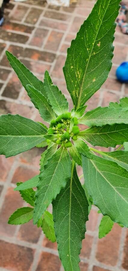Euphorbia davidii fruit