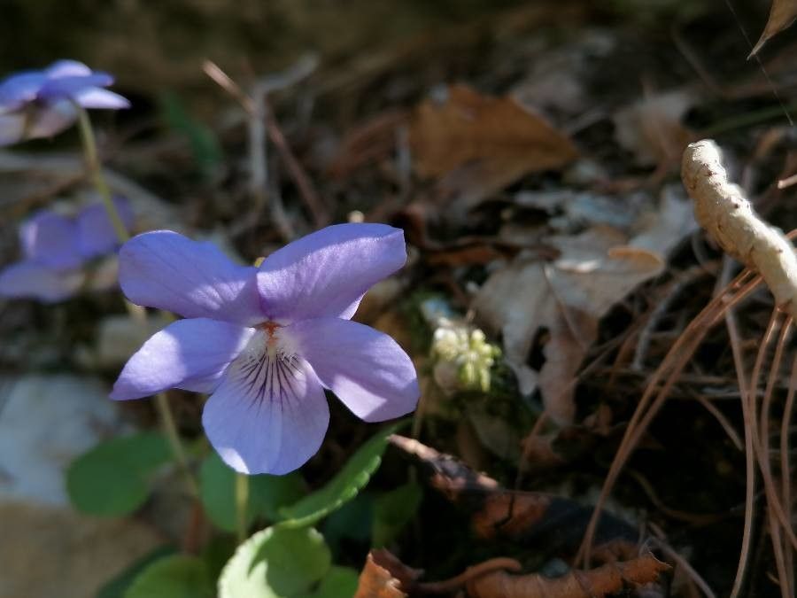 Viola pumila flower