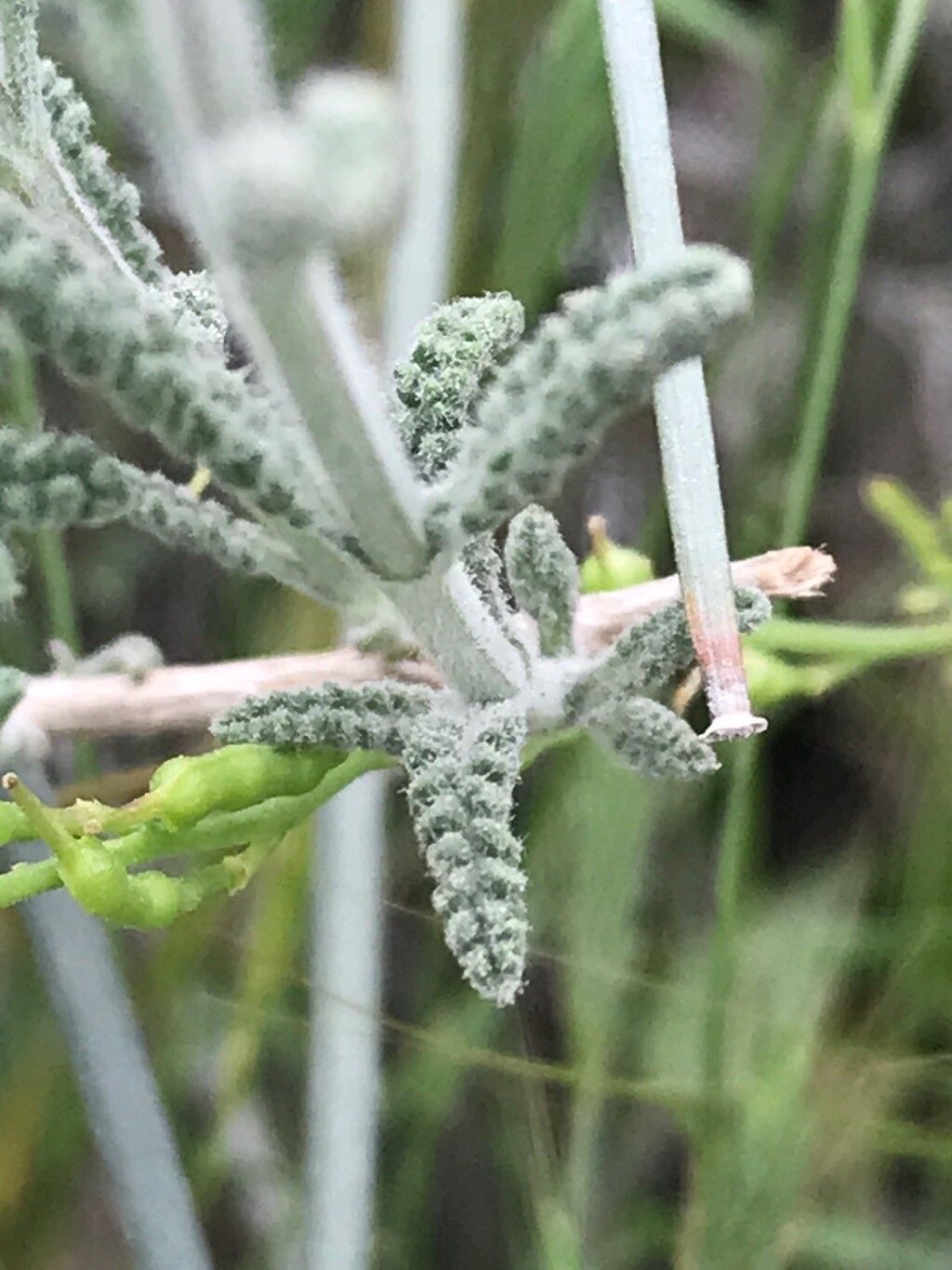 Salvia macilenta — houseplant care guide