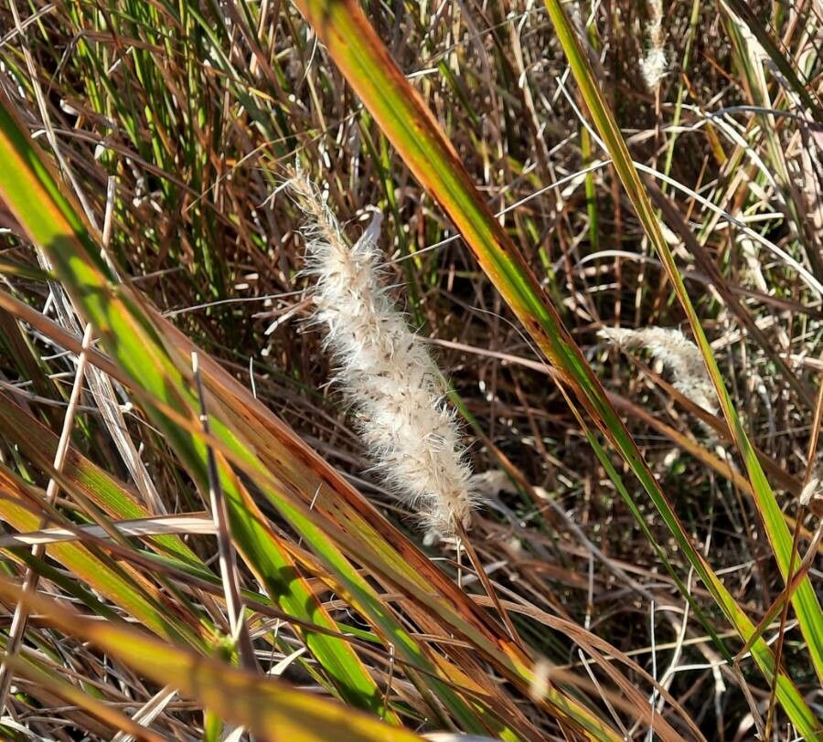 Imperata cylindrica fruit