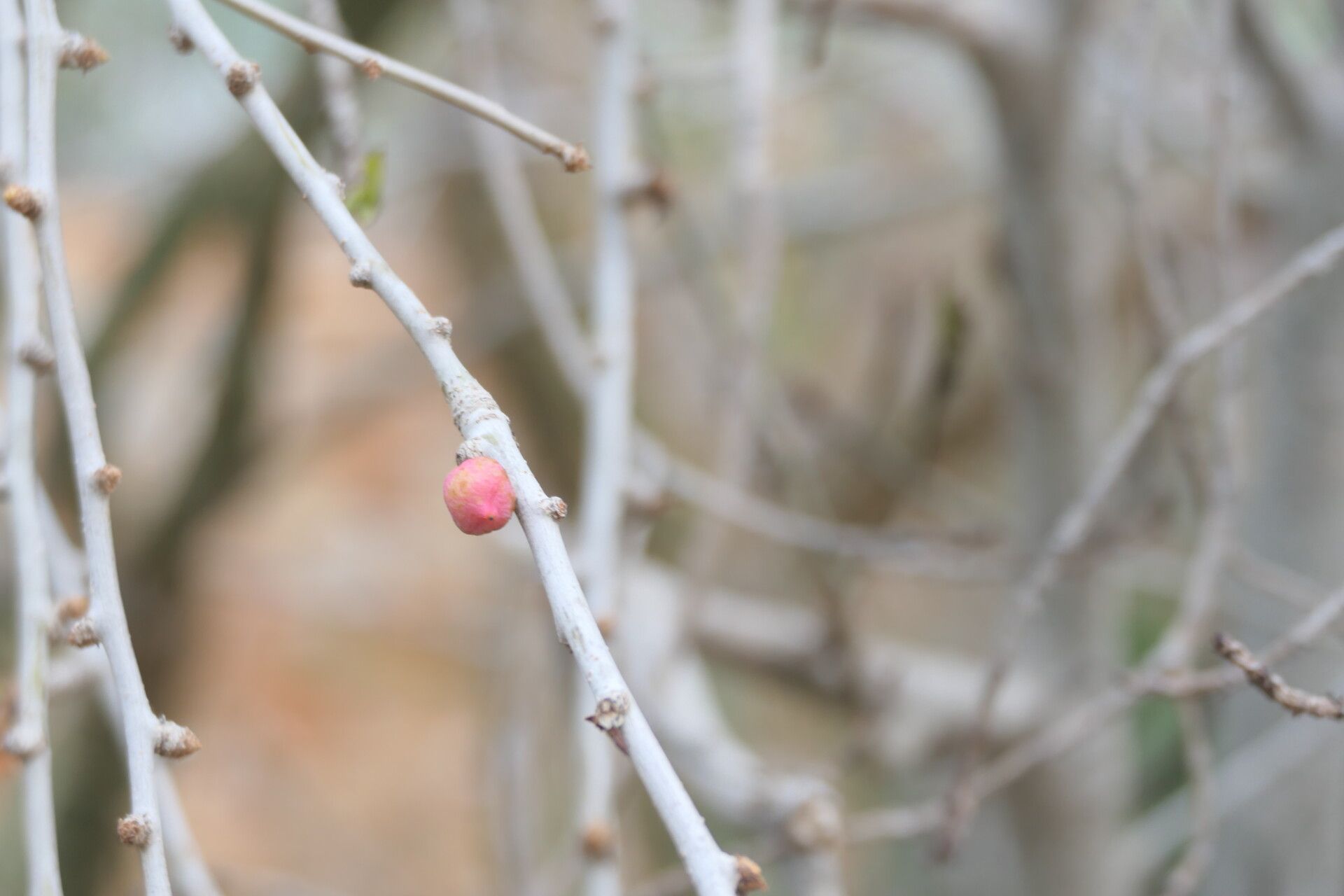 Commiphora pyracanthoides fruit