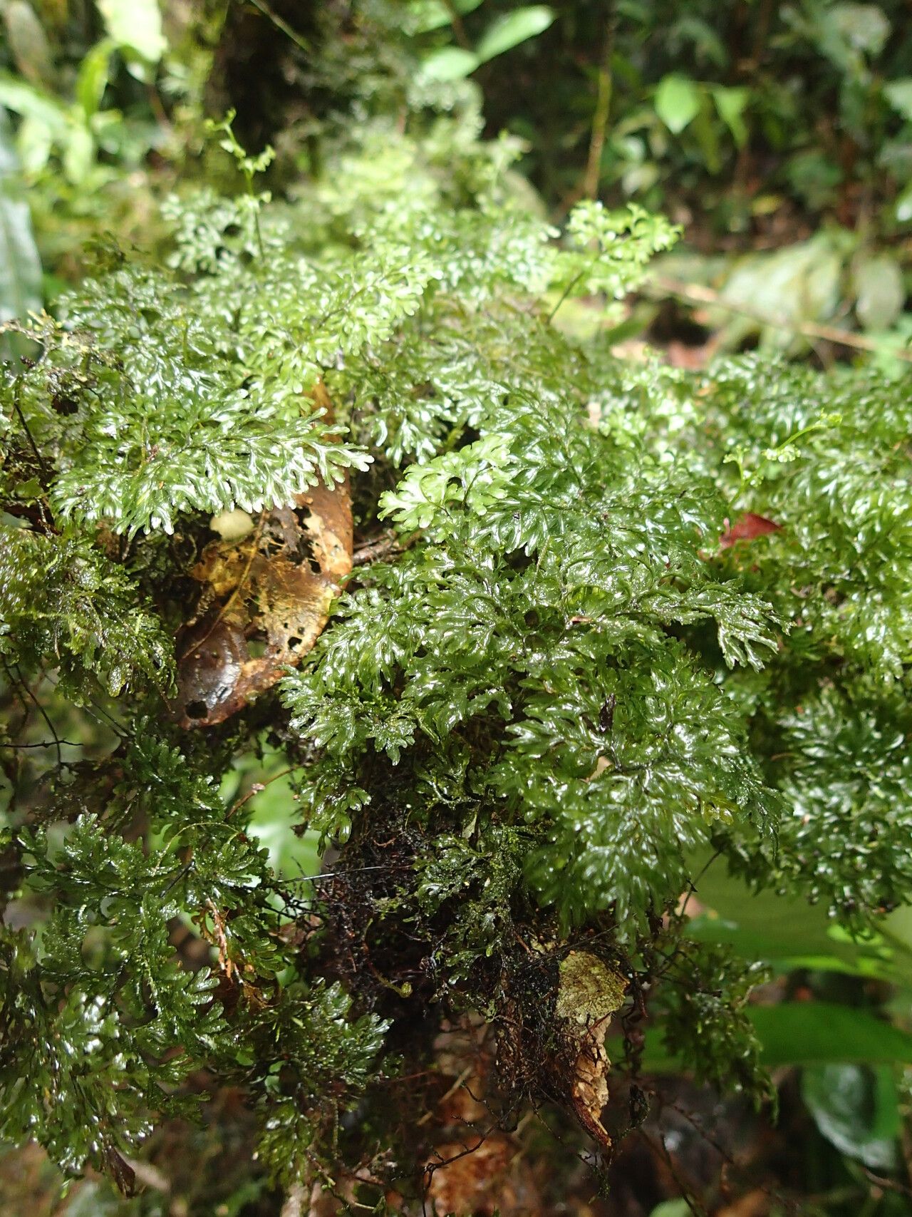 Hymenophyllum triangulare habit