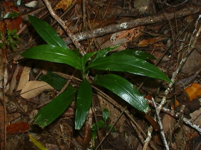 Hetaeria whitmeei habit