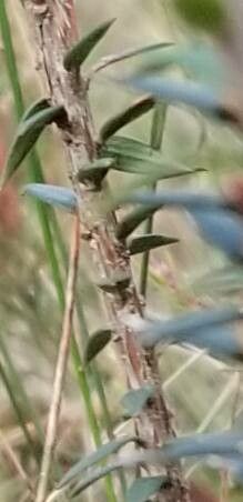 Epacris impressa — related species from the same genus