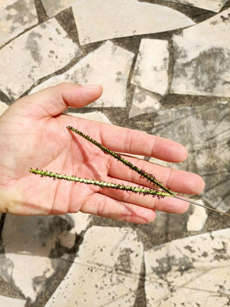 Paspalum notatum flower