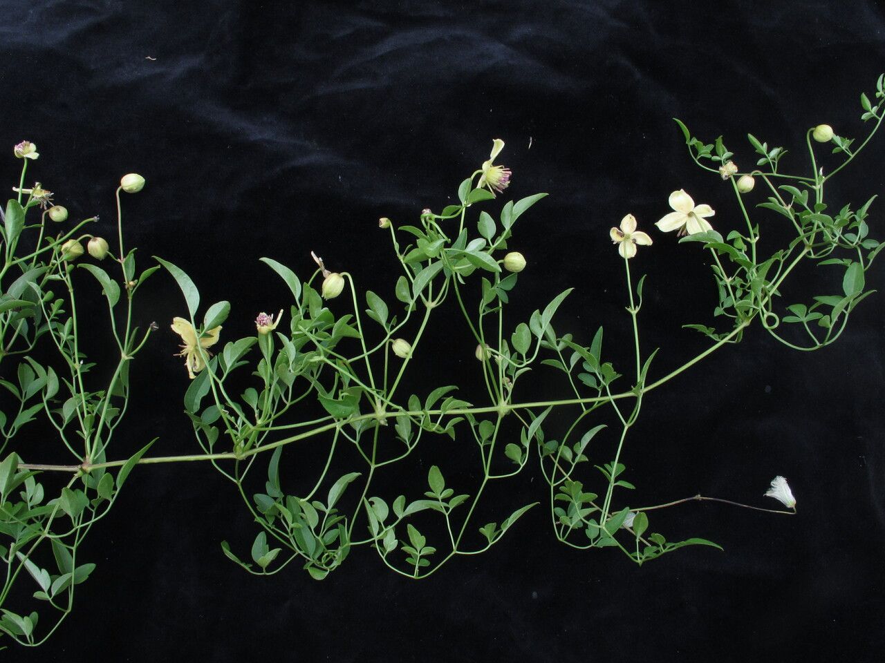 Clematis graveolens — search result for 'Clematis'