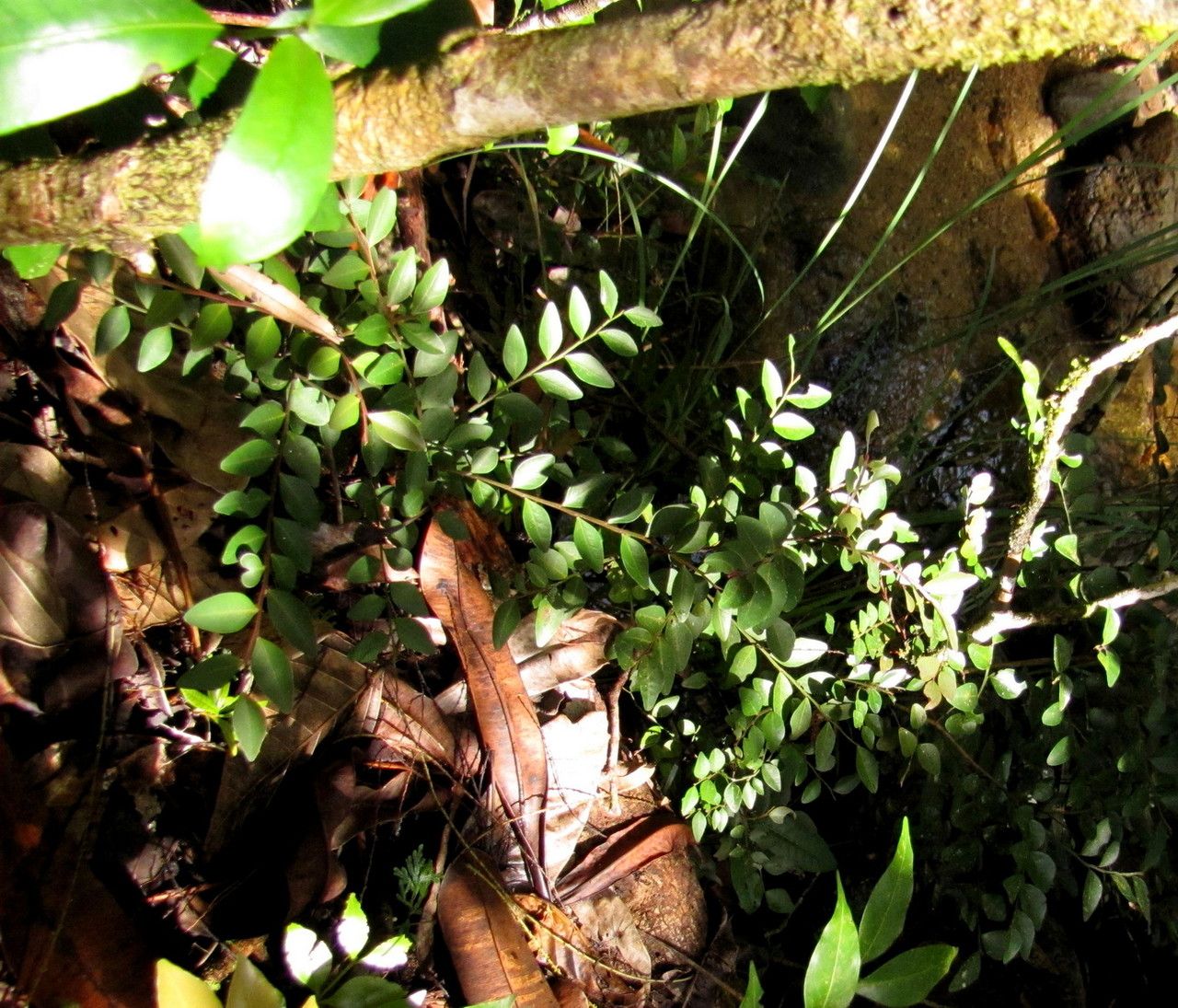 Phyllanthus tangoensis — houseplant care guide