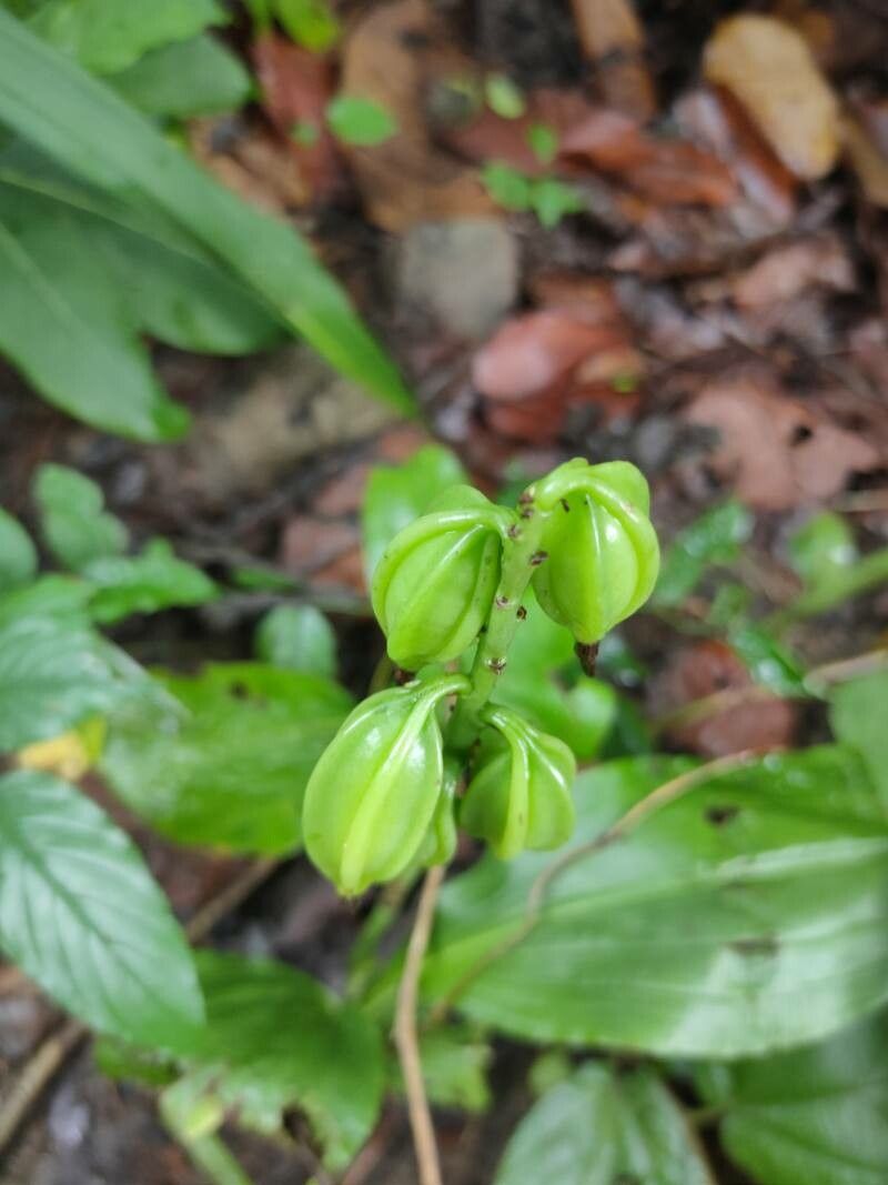 Eulophia cernua fruit