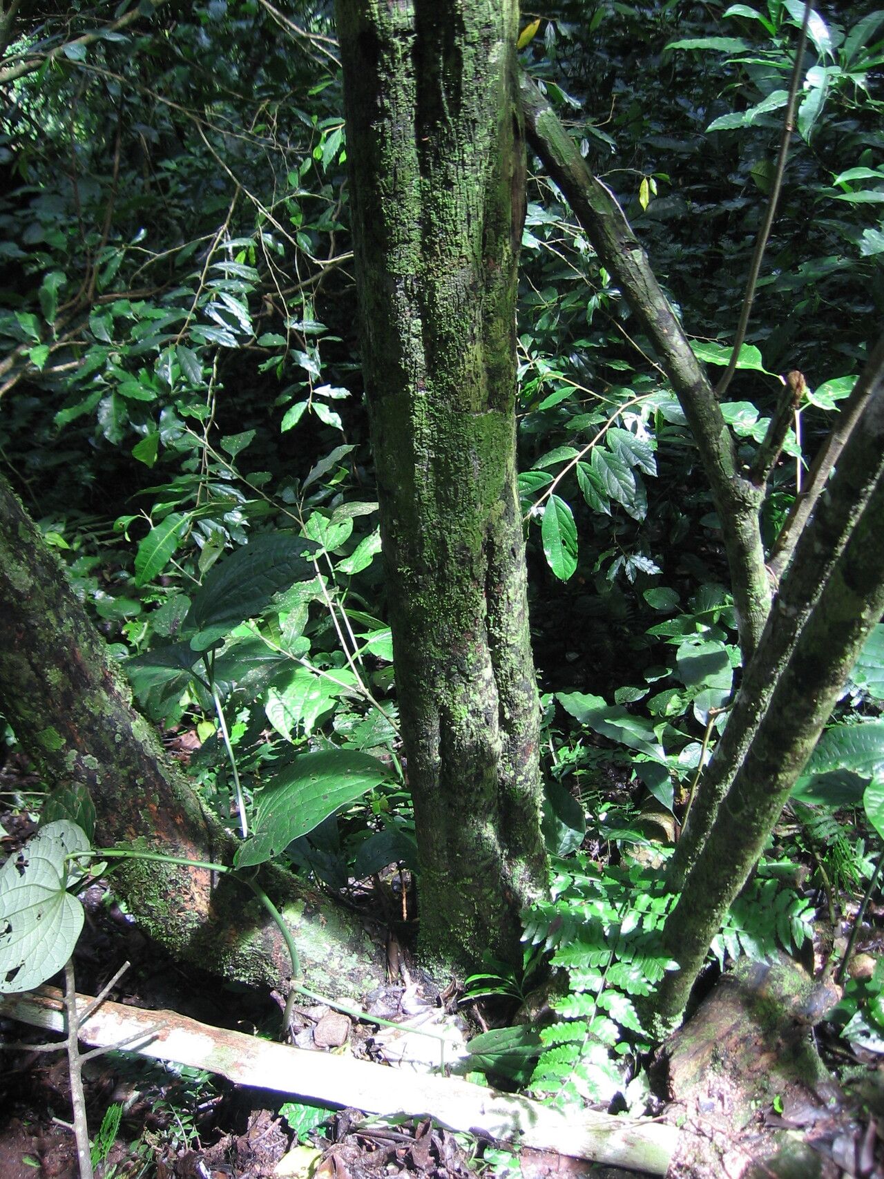 Monodora globiflora bark