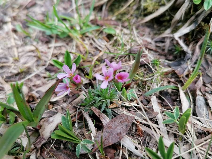 Androsace carnea habit