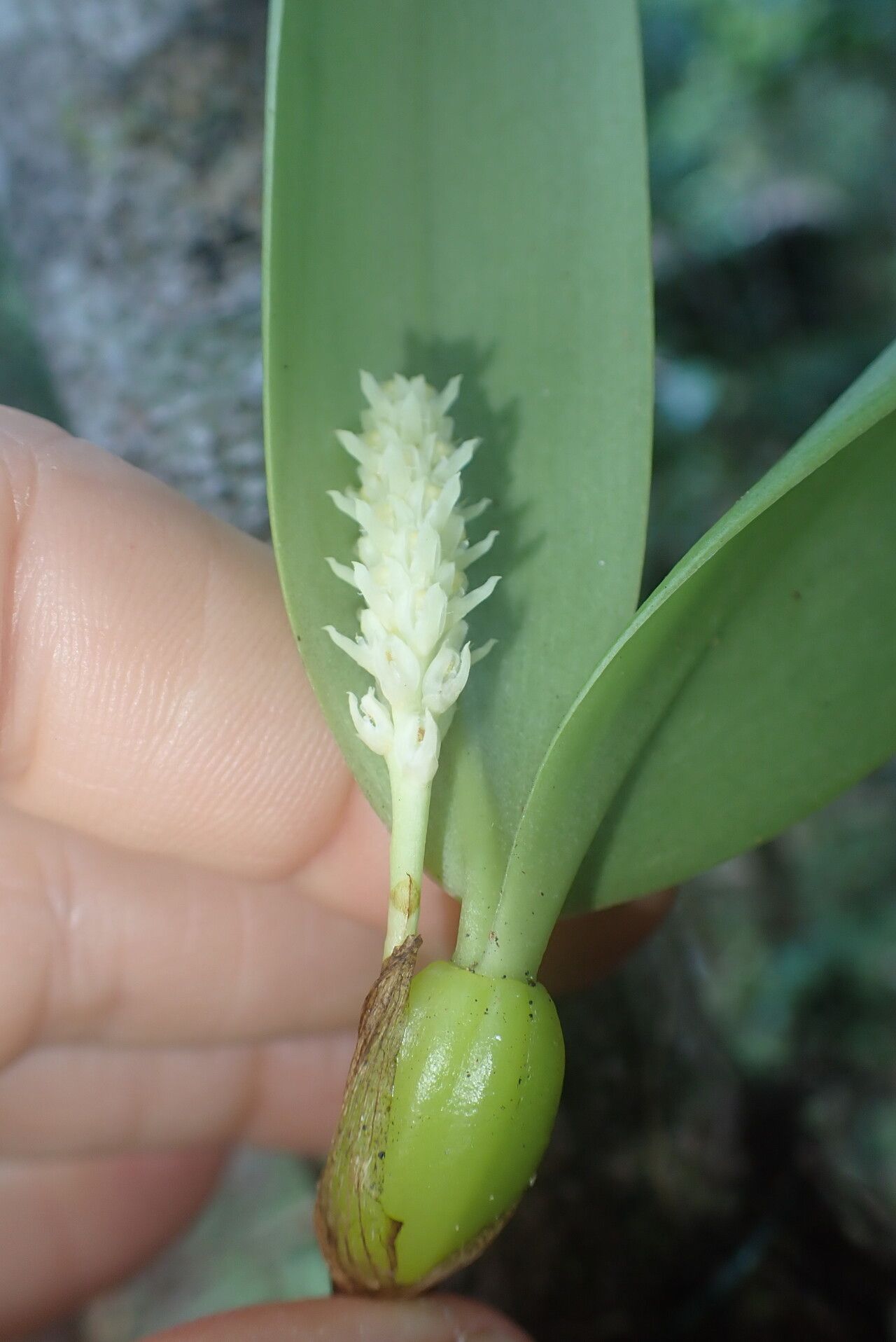 Bulbophyllum protectum flower