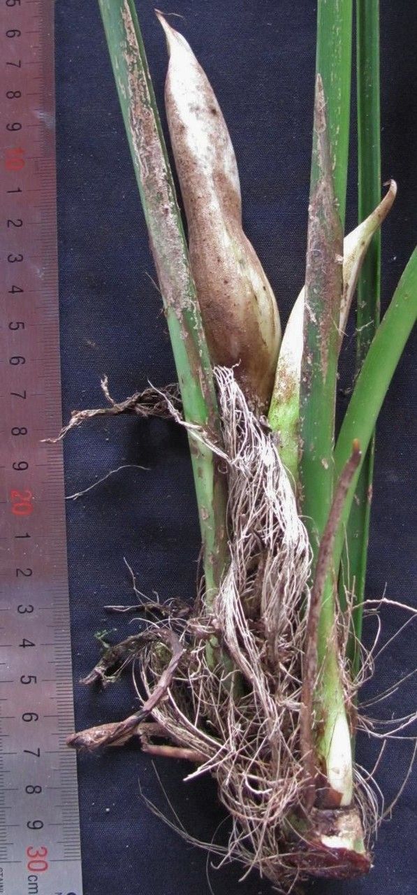 Philodendron jodavisianum fruit