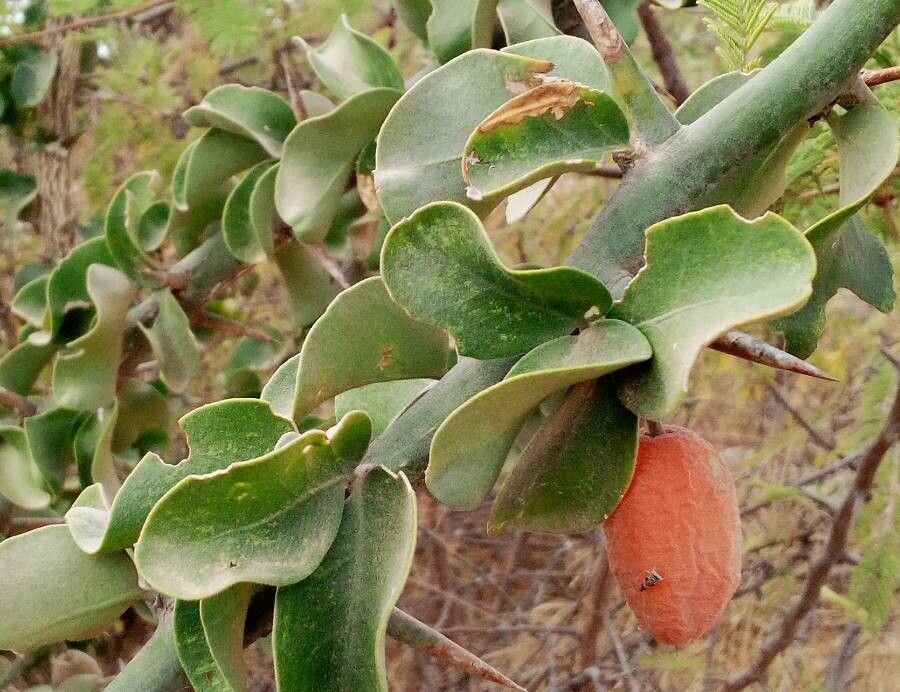 Balanites maughamii fruit
