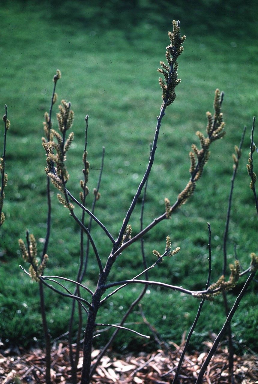 Leitneria floridana habit
