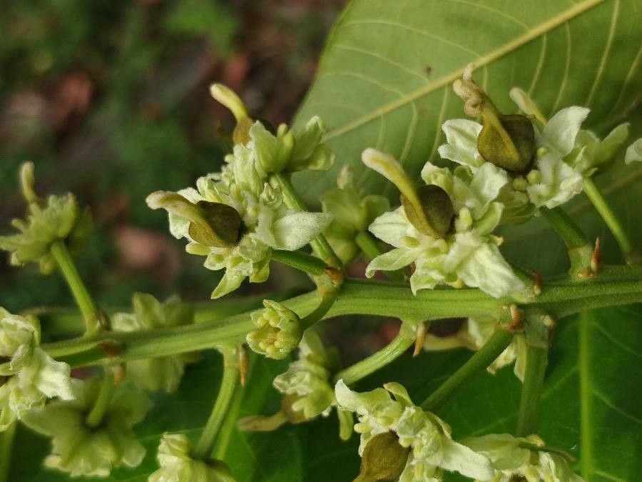 Blighia sapida flower
