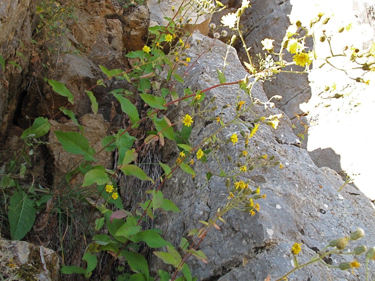 Hieracium lactucifolium habit