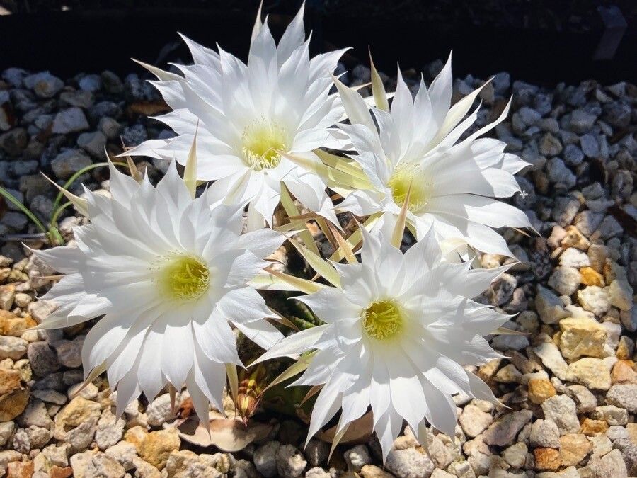 Echinopsis subdenudata flower