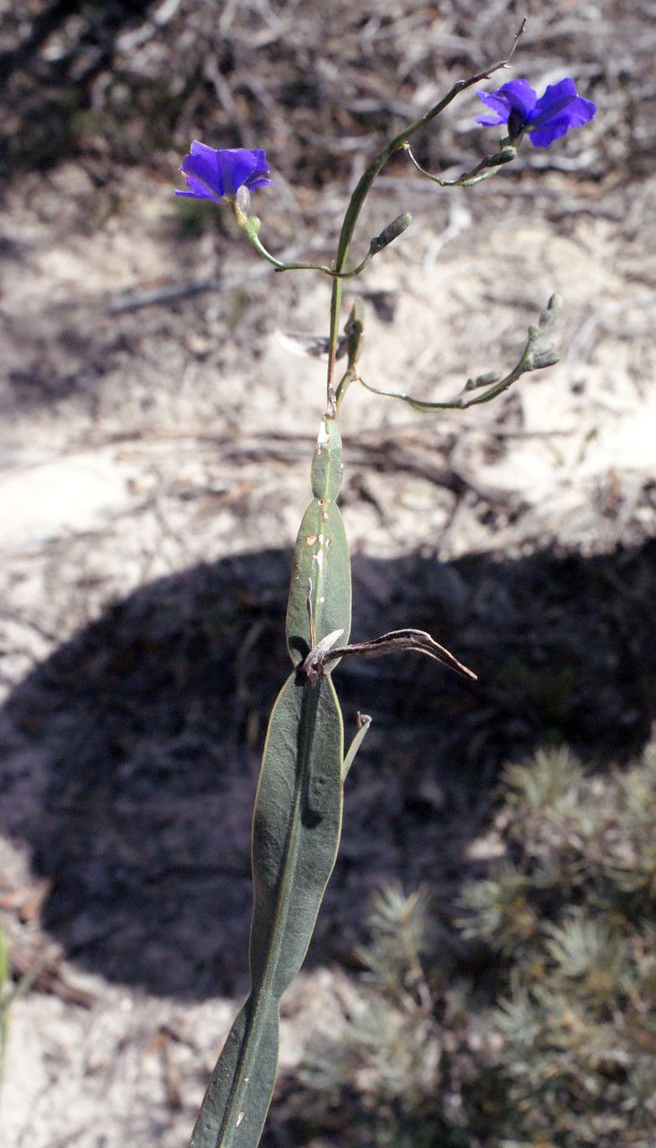 Dampiera lindleyi habit