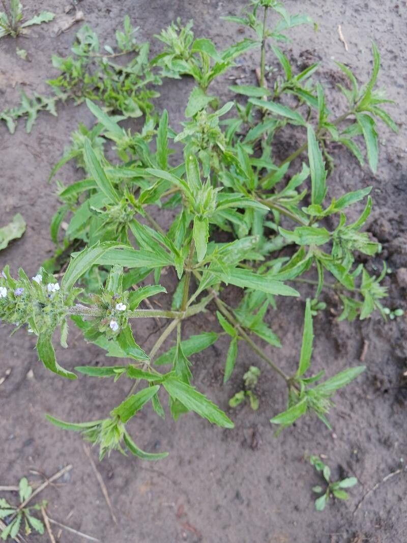 Dracocephalum parviflorum leaf